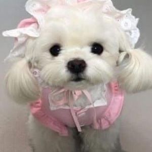 Meet your Posher, Cantiel